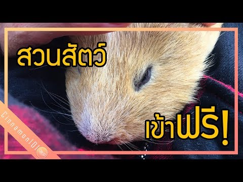 เที่ยวญี่ปุ่นด้วยตัวเอง - สวนสัตว์เข้าฟรี! ในโตเกียว!! | CinnamonlOl