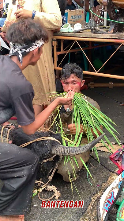 BANTENGAN MBEROT 👹👹 #shorts #jaranan  #bantengan