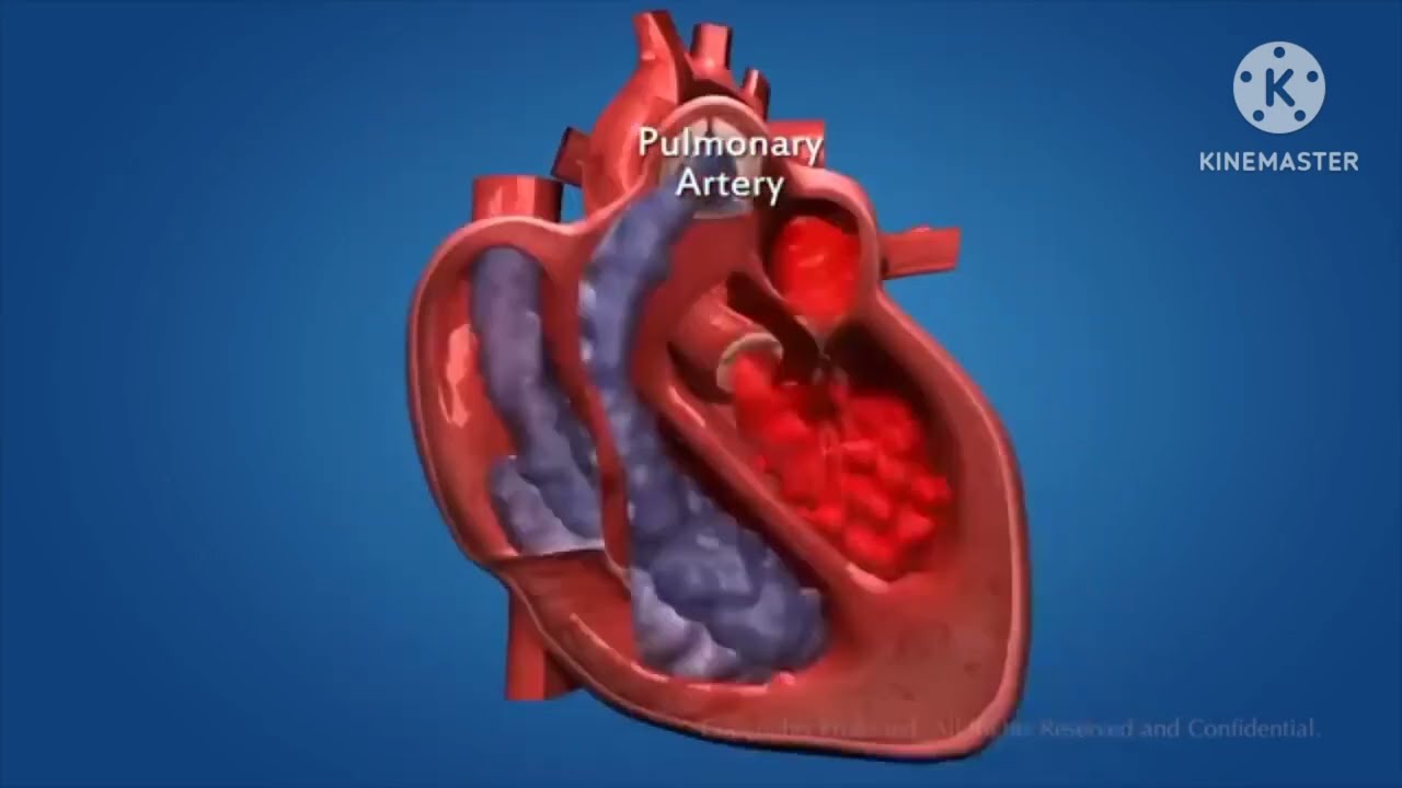 የልብና የደም ዝውውር ሥርዓት/cardiovascular system
