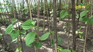 नेपालमै पहिलो र नमुना पान खेती || Paan Kheti In Nepal