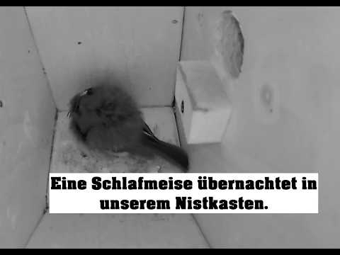 Heide Birdbox Night August 3 2026 live cam preview