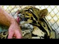 Dok Mai - The Clouded Leopard Cub | Earth Unplugged