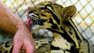 Dok Mai - The Clouded Leopard Cub | Earth Unplugged