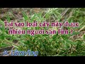 Một loại cây đặc biệt luôn được săn lùng từ rất nhiều người...