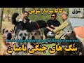 شوق قوی ترین سگ های جنگی ولایت بامیان The Strongest Fighting Dogs Of Bamyan Province