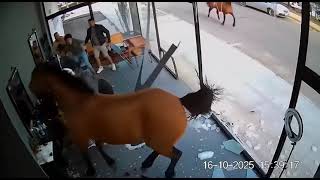 Cavalo quebrando vidro de uma barbearia  #sora2 #fyp #cavaloquebrando