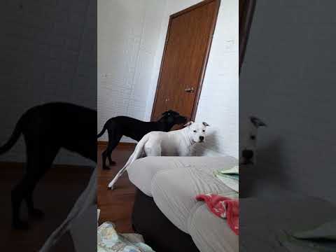 Видео: Нохойд найтаах: Энэ хэвийн үү?