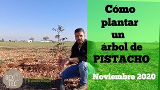 How to Plant a Pistachio Tree / Things to Consider When Starting a Plantation 🌳