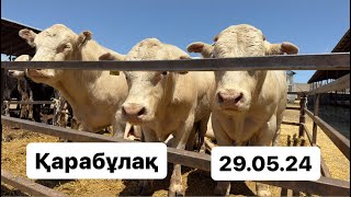 Қарабұлақ мал базары. 29.05.24. Сиыр. Бұқа. Бұзау