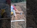 Full Video About Purple Yam Farming #satisfying #short