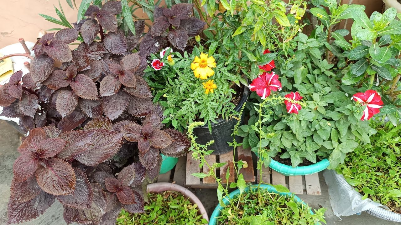 Full sunlight vale plants #km dhup me nhi hogi flowering #वायरलवीडियो 