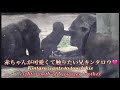 生後8ヶ月の弟が可愛くて、触りたくて仕方ない兄キンタロウ⭐️ゴリラGorilla【京都市動物園】Kintaro wants to touch his eight-month-old brother.