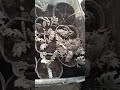 Rooting: Dusty Miller Cuttings