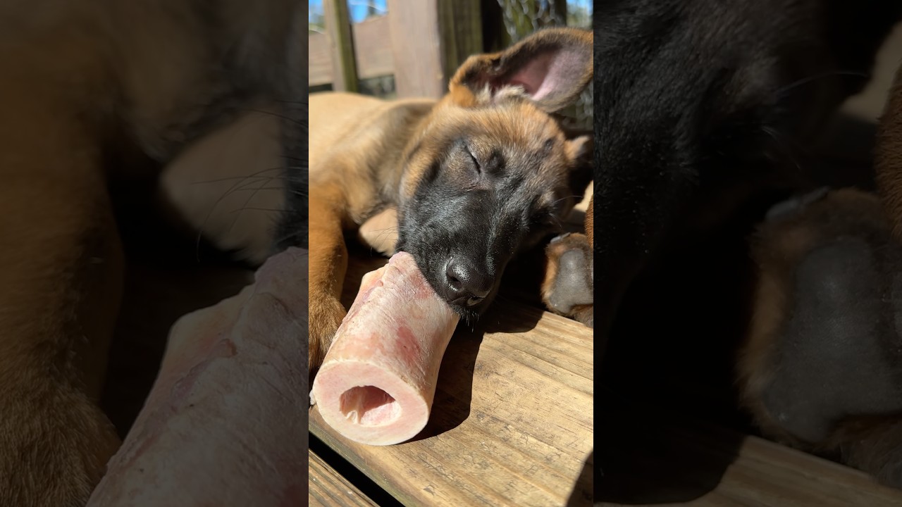 Belgian Malinois puppy falls asleep chewing on a raw bone #asmr #asmrsounds #puppy