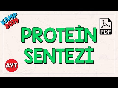 Protein Sentezi | AYT Biyoloji