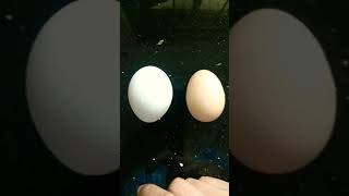 क्या अंडे नकली हैं ?? पड़ोसन की मुर्गी के अंडे और दुकान से लाए अंडों में असली कौन ?