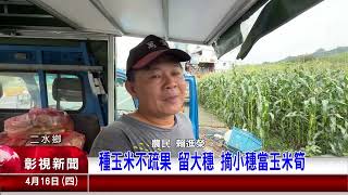 種玉米不疏果 摘小穗當玉米筍｜20260416