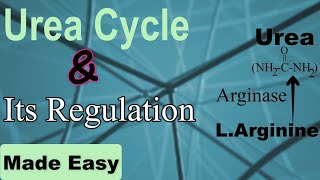 Urea cycle and its regulation.