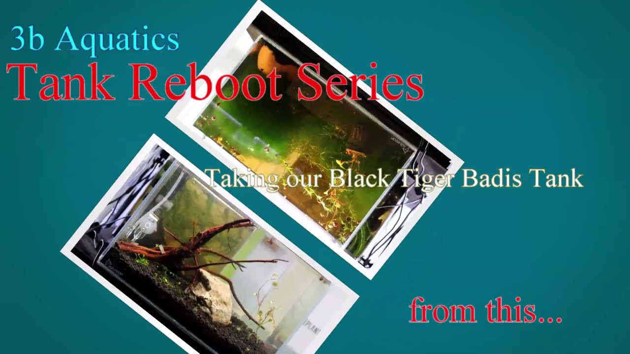 Tank Reboot Series  - Black Tiger Badis Tank