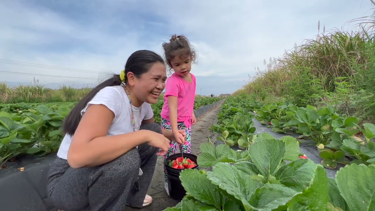 Panahon na para anihin ang mga strawberries sa bukid | Inday Roning family