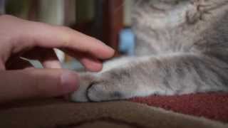 Paws at Rest