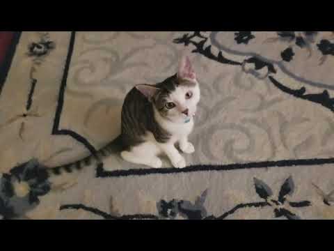 목소리 듣기 힘든 아기 고양이 밤이의 냐 옹 Kitty Meowing