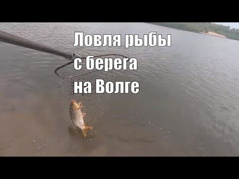 Видео: Каква риба във Волга