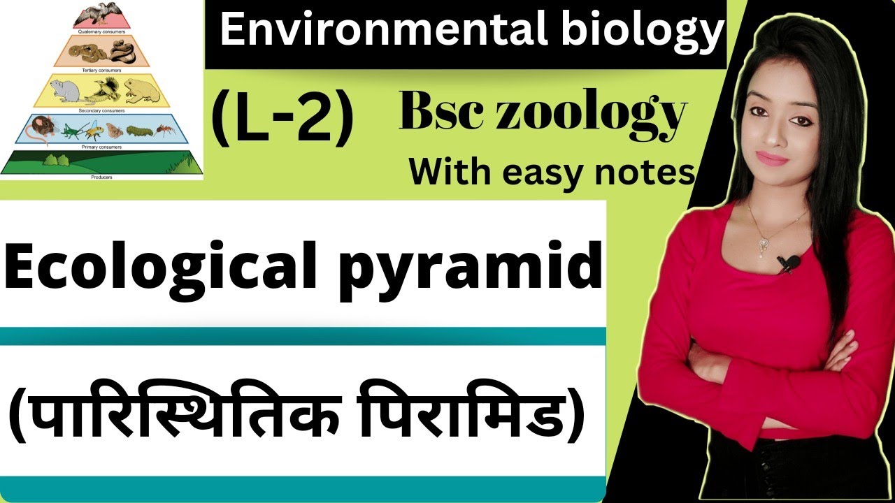 Environmental biology (L2), Ecological pyramid in hindi, bsc 3rd year