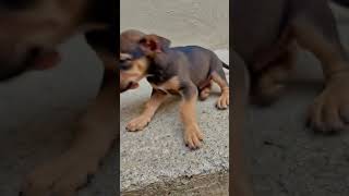 💥🐕Pale Na Hote To Bhut Bura Kat Te😁#shortsfeed #pets #dog #petlovers #shorts