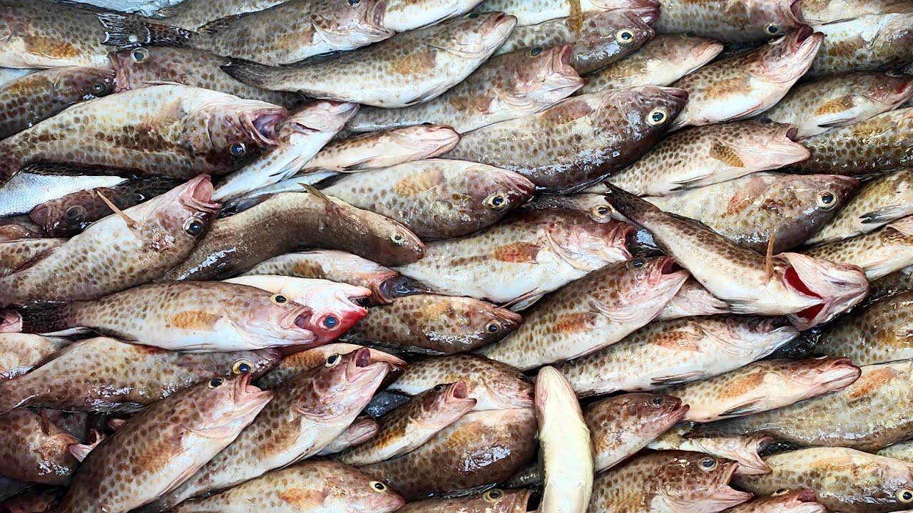 ikan kerapu paling banyak dengan cara rawai pelampung (napung)