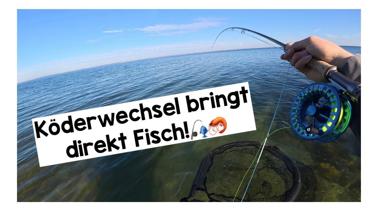 Etwas Ostseesilber vor der Arbeit / Fliegenfischen auf Meerforelle im März 