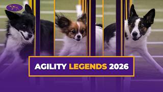 Best of the 2026 Masters Agility Championship | Westminster Kennel Club