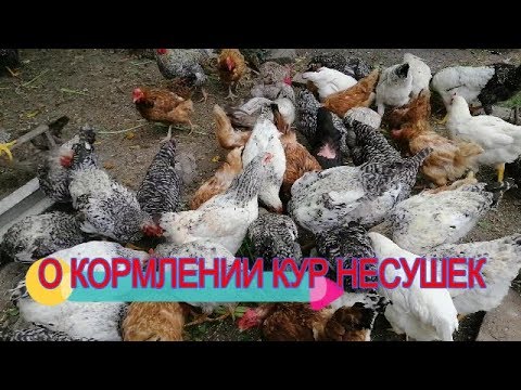 Суточная норма корма для кур несушек в домашних условиях таблица