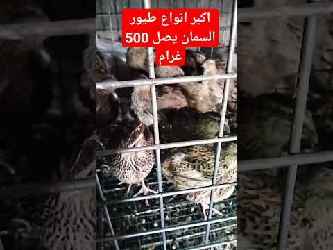 اكبر سلالات السمان في العالم