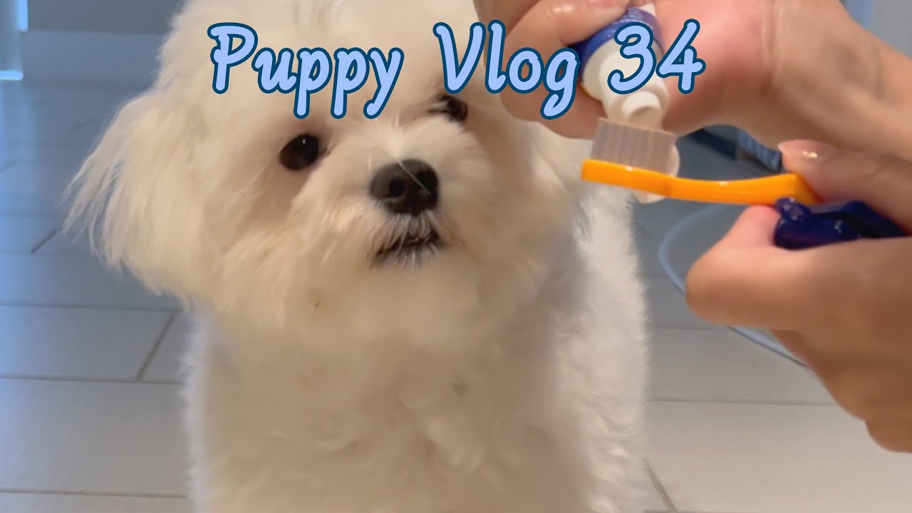MALTESE PUPPY FIRST TIME WITH TOOTHBRUSH 🐶🪥🫧 YouTube