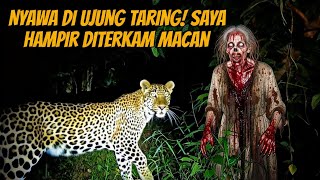Nyawa di Ujung Taring! Saya Hampir Diterkam Macan di Gunung Kerinci #purwamisteri 