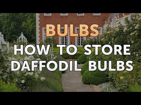 How to Store Daffodil Bulbs