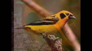 avulso passarinho ouca na comunhao muito lindo imagens retiradas da internet aud