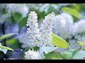 Сыплет черёмуха снегом ...  романс, А.Подболотов, The bird cherry is pouring snow ... romance.