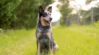 How to Keep Your Australian Cattle Dog Healthy and Happy