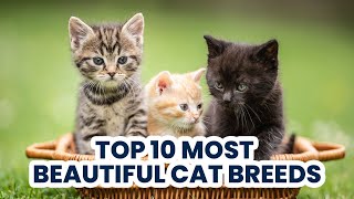 Top 10 Most Beautiful Cat Breeds