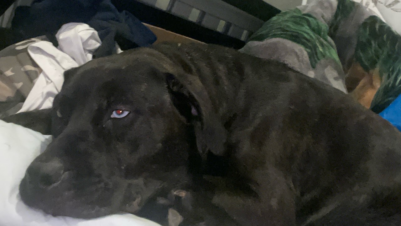 The Uso 1D Every one