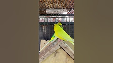 #سورة_الممتحنة #المصحف #قرآن #المعيقلي #العراق #السعودية #طيور #البادجي #kuran #birds #lovebirds