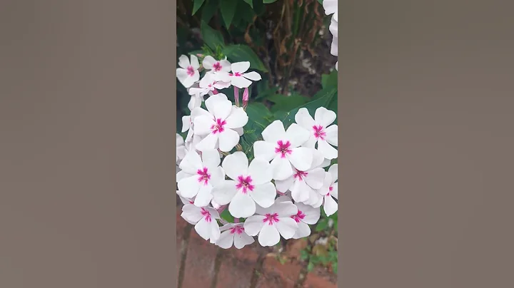 Phlox, 福祿考；人生是 美夢與熱望; 夢裡依稀 依稀有淚光; 倩女幽魂；張國榮; HKMKC - 天天要聞