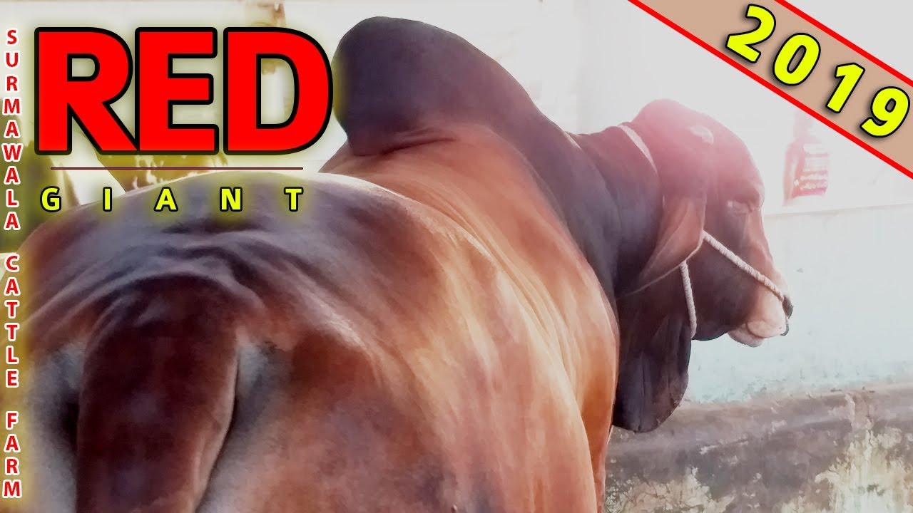Biggest Red Giant Bull Surmwala Cattle Farm 2019 - Surmawala Cattle Farm 2019 - Cow Mandi 021 