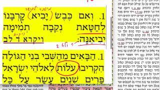 דף יומי מסכת תמורה דף טו Daf yomi temurah daf 15