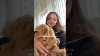 Для покупки щенка напишите в WhatsApp: +420 777 345 055 #maltipoopuppy #puppy #мальтипу #maltipoo