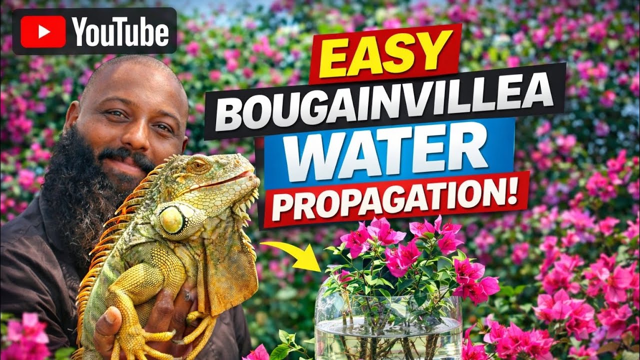 Bougainvillea Water Propagation 🌺 | 100% Rooting Secret Revealed!