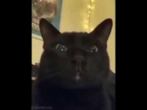 шок кот поднял уши - YouTube