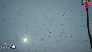 Download Lagu In Panchiyon Ko ( WhatsApp  status) MP3